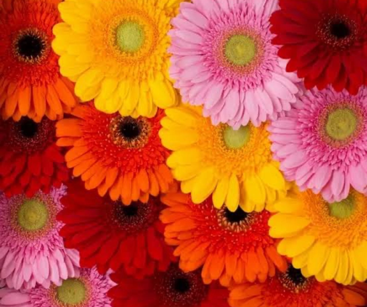 Add Gerberas