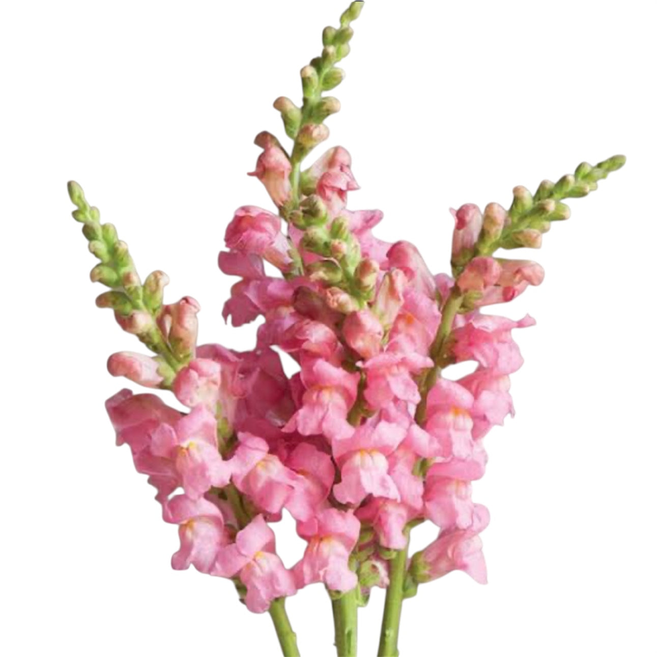 Add Snap Dragons
