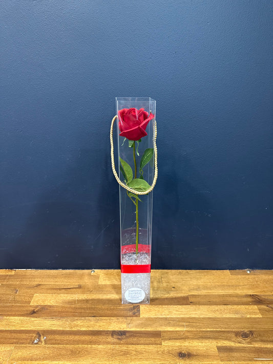 Single Red Rose Cylinder- Everlasting