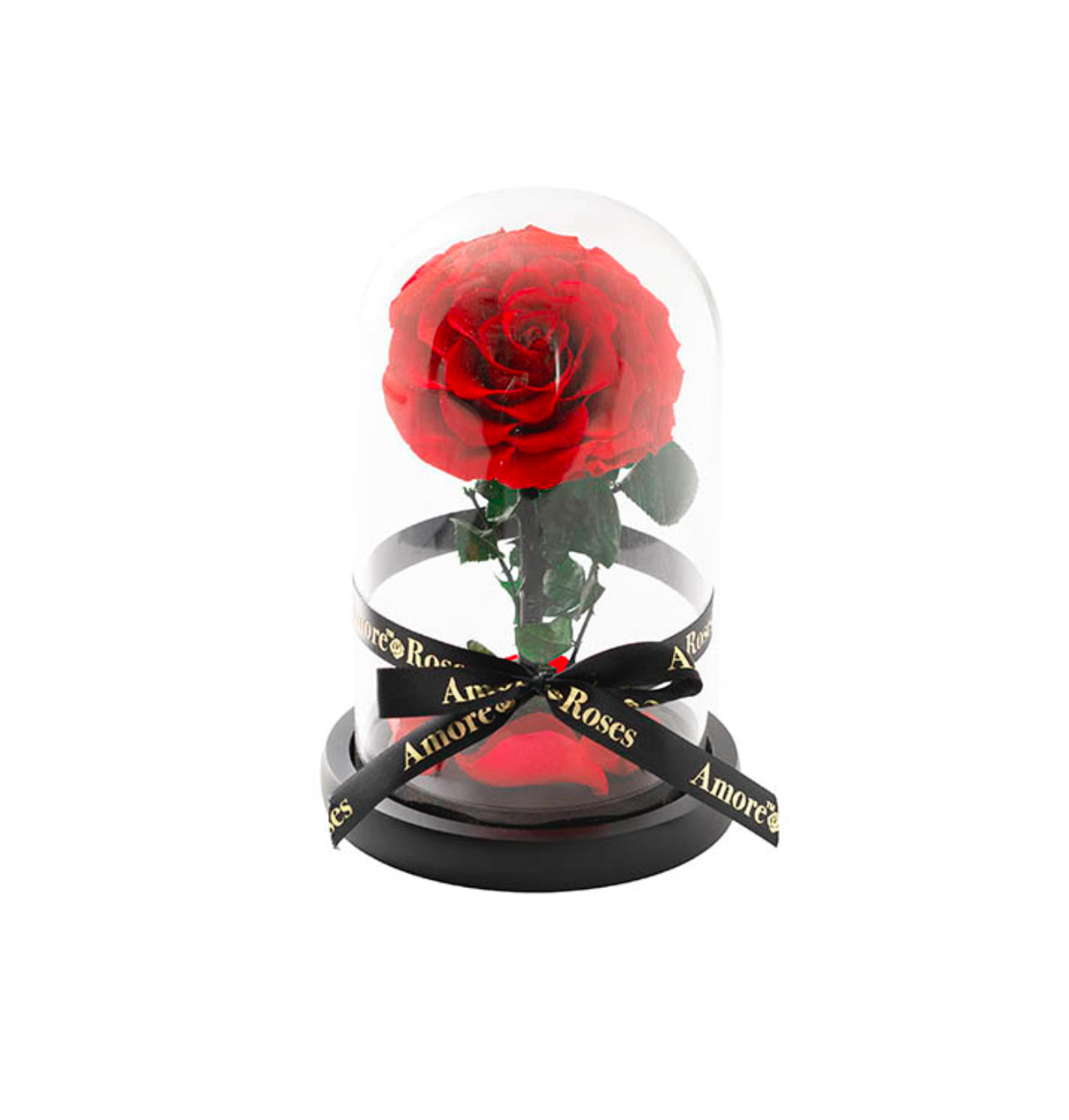 Amore Forever Rose Single Stem Cloche RED (ROSES THAT LAST A YEAR!!)