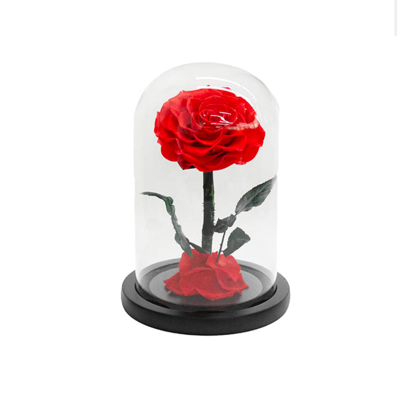 Amore Forever Rose Single Stem Cloche RED (ROSES THAT LAST A YEAR!!)