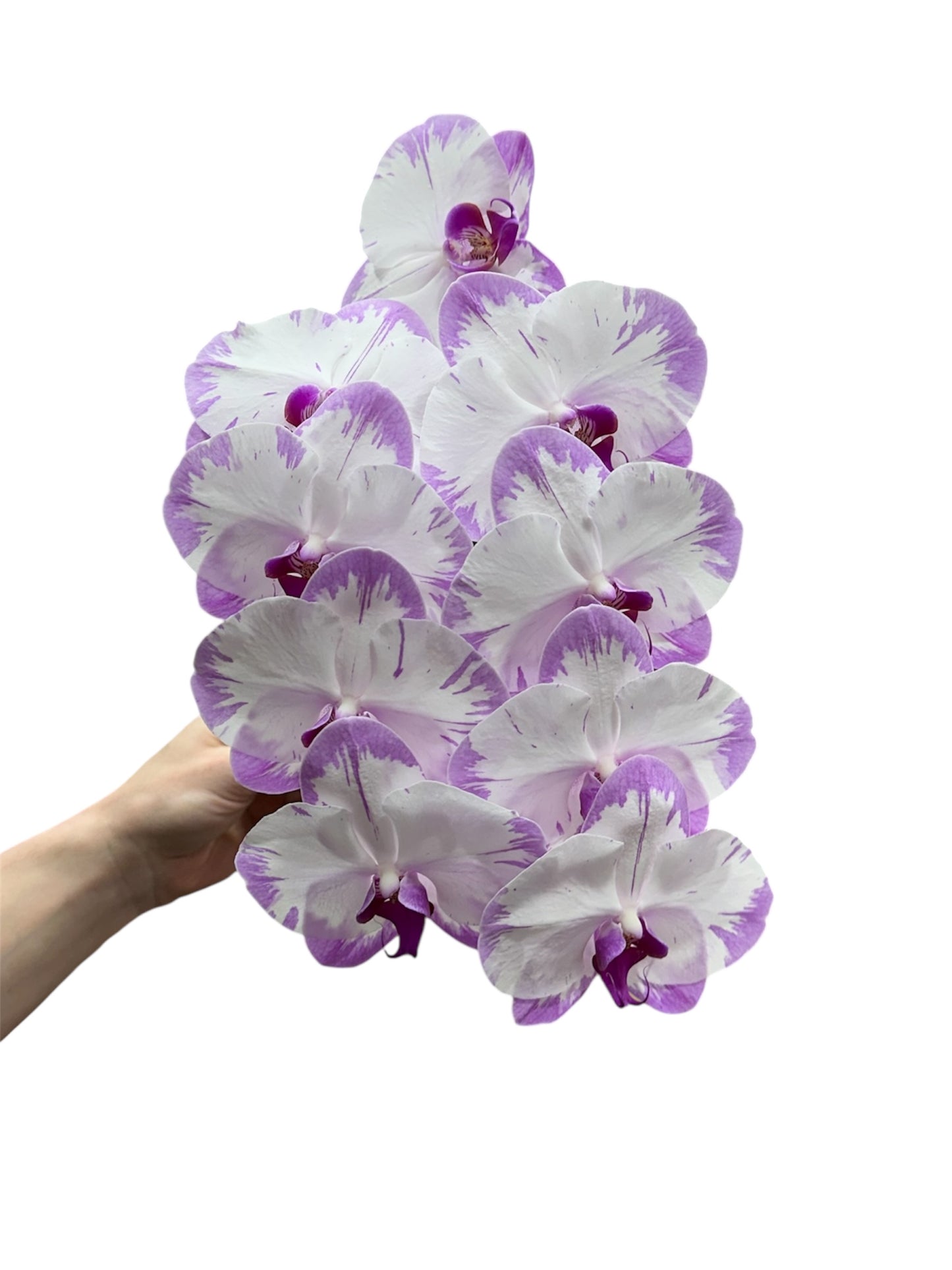 SINGLE ORCHID STEM