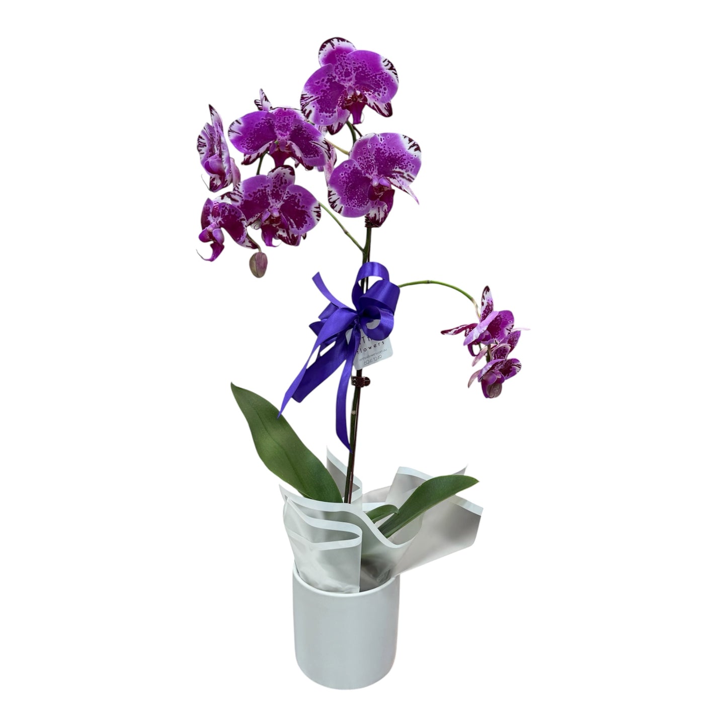Phalaenopsis Orchid Plant