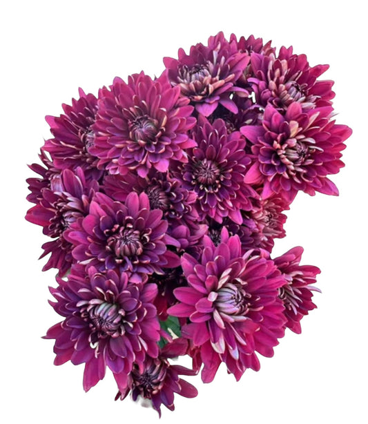 Add Pollaris Chrysanthemum
