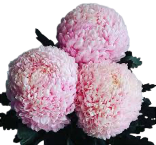 Add Disdud Chrysanthemum