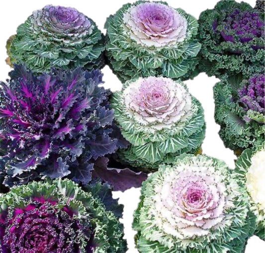 Add Ornamental Kale