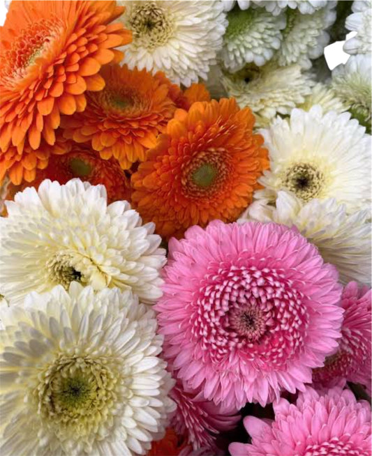 Add Mini Gerbera