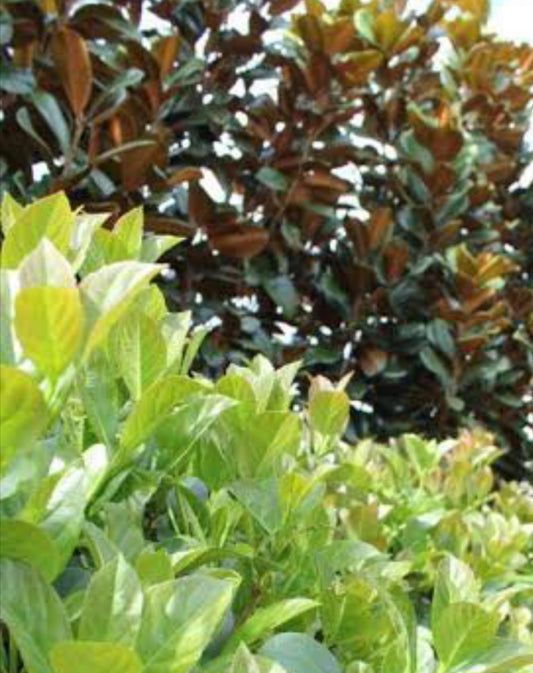 Start Here First Foliage/ Greenery Card message , Pick Up/ Delivery Date
