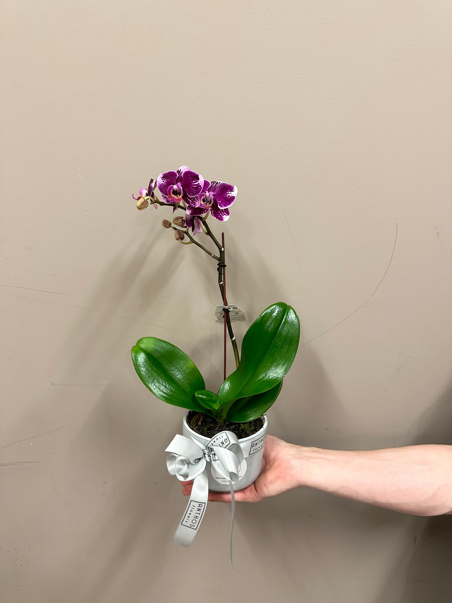 Single Stem Phalaenopsis Orchid Plant