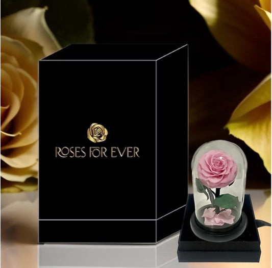 Soft Pink - Everlasting Rose