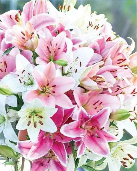 Add Oriental Lilies