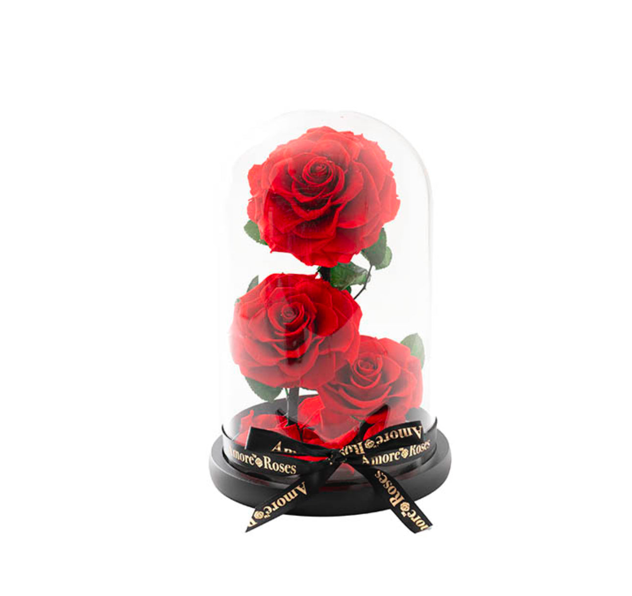 3 Rose Cloche and Box - Preserved (ROSES THAT LAST A YEAR!!)