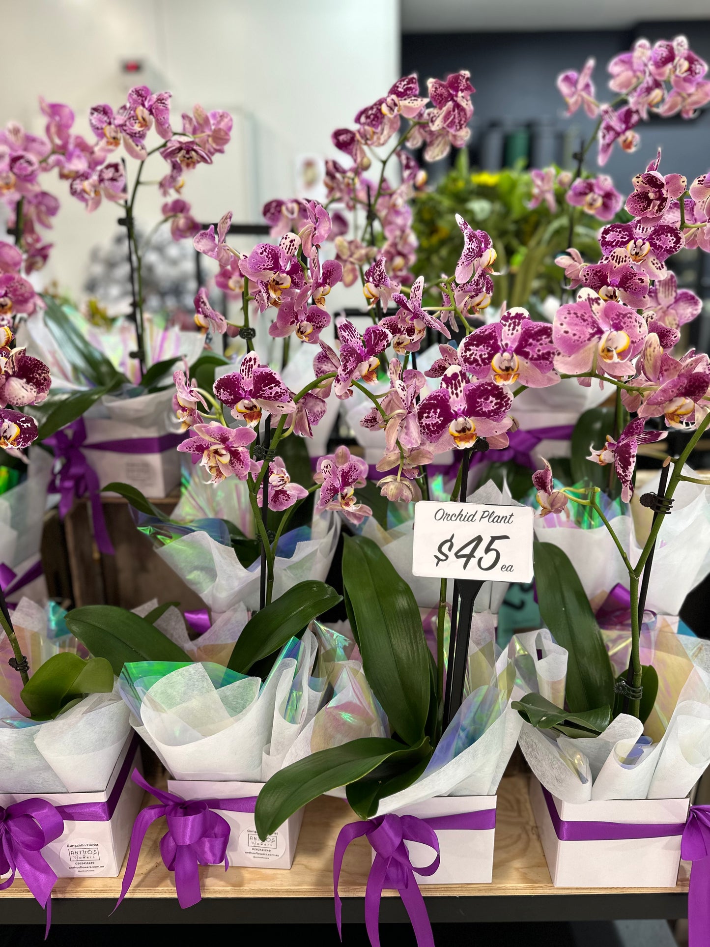 Single Stem Phalaenopsis Orchid Plant - Box