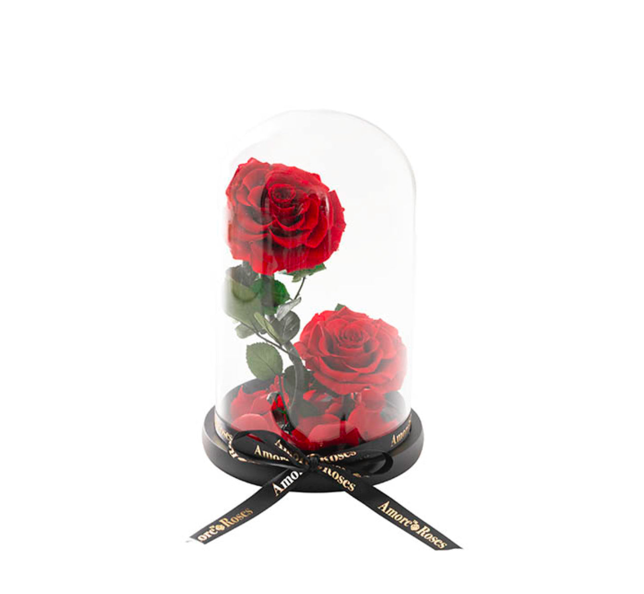 Amore Forever Rose x2 Stem Cloche Red (ROSES THAT LAST A YEAR!!)