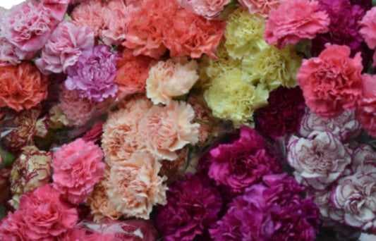 Add Carnations