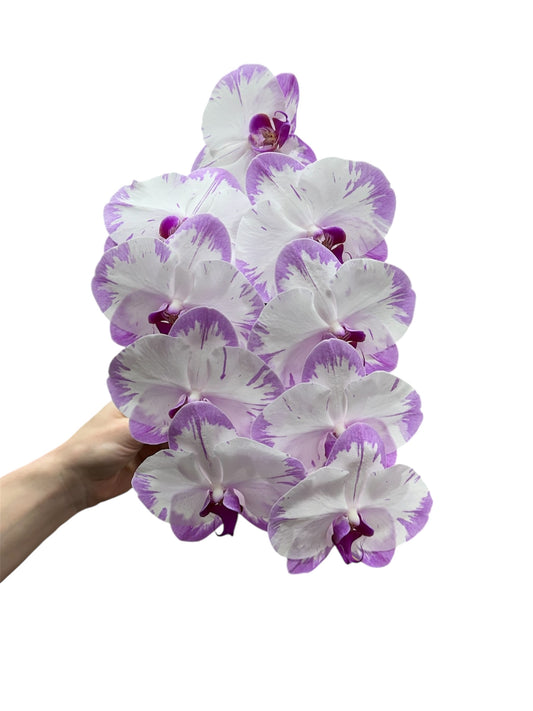 SINGLE ORCHID STEM