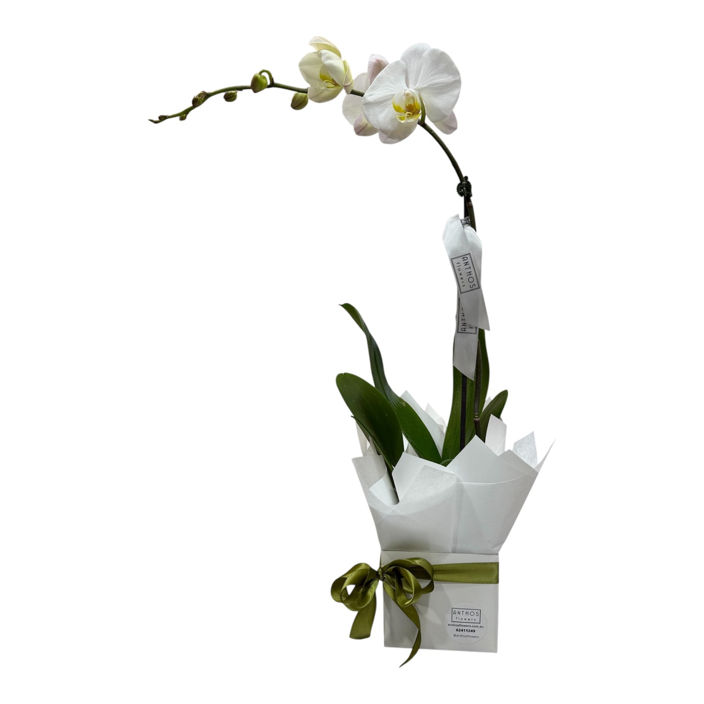 White - Single Stem Phalaenopsis Orchid Plant