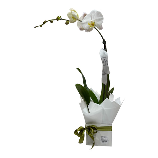 White - Single Stem Phalaenopsis Orchid Plant