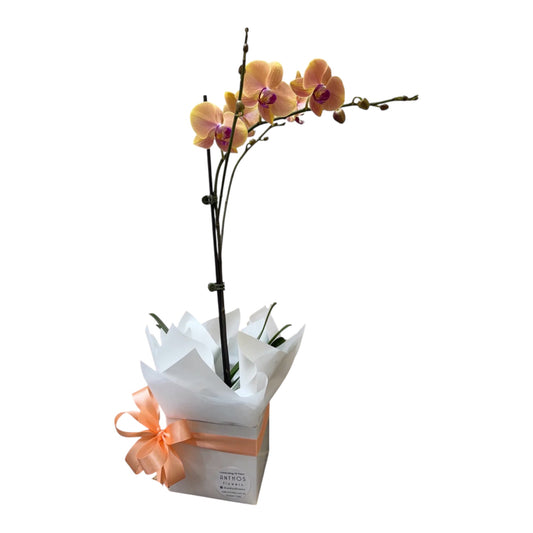 Orchid Plant Phalaenopsis- Gift Box