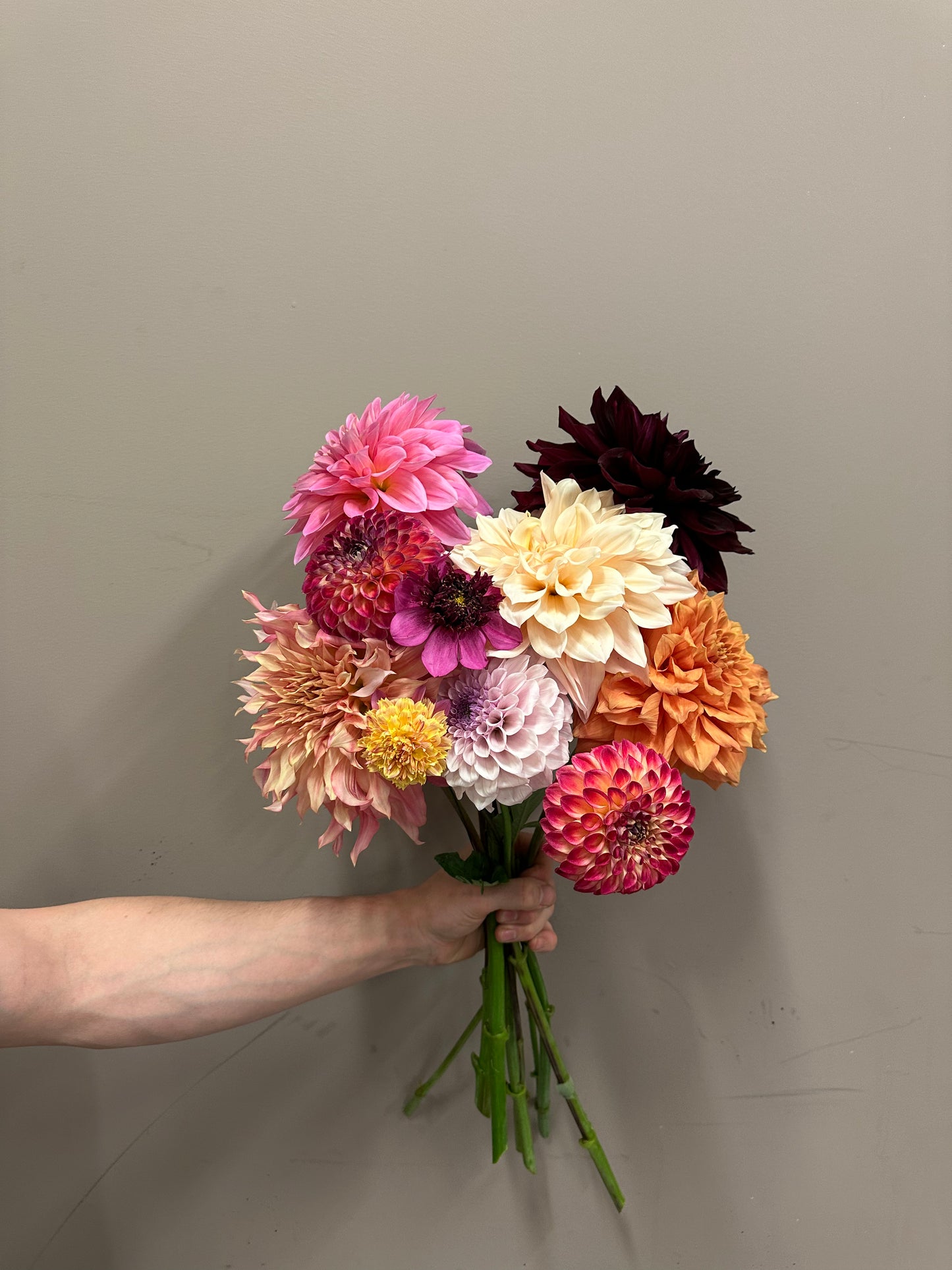Flower of the Week - Local Canberra Dahlias