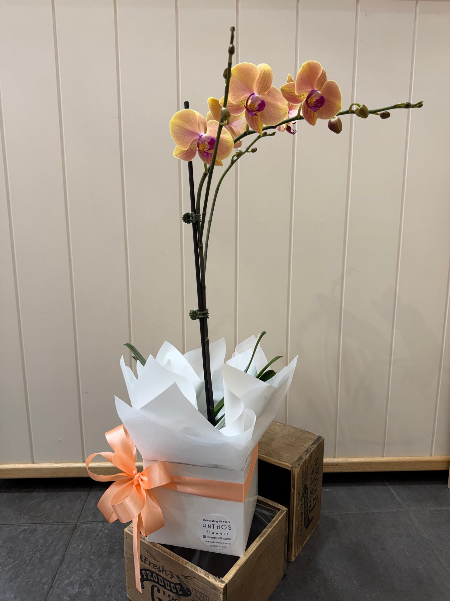 Phalaenopsis Orchid Plant - Gift Box