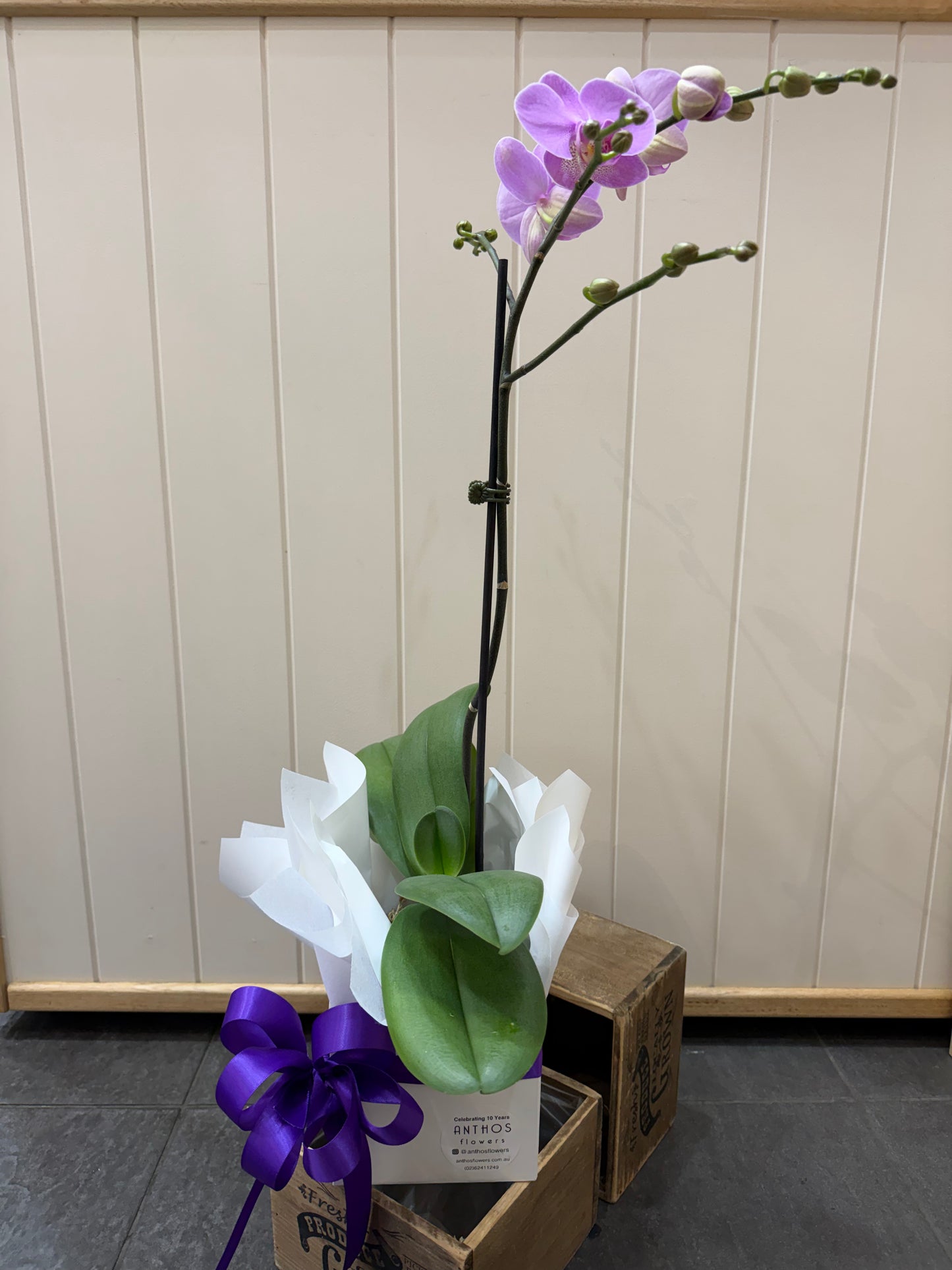 Phalaenopsis Orchid Plant - Gift Box
