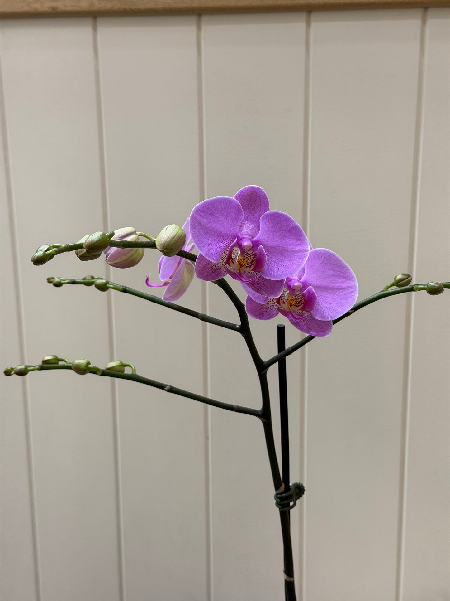 Phalaenopsis Orchid Plant - Gift Box