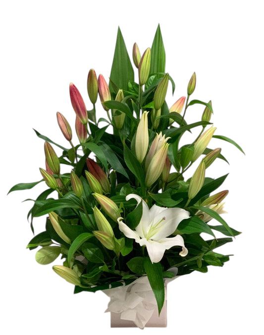Kayden - Oriental Lily Box Arrangement