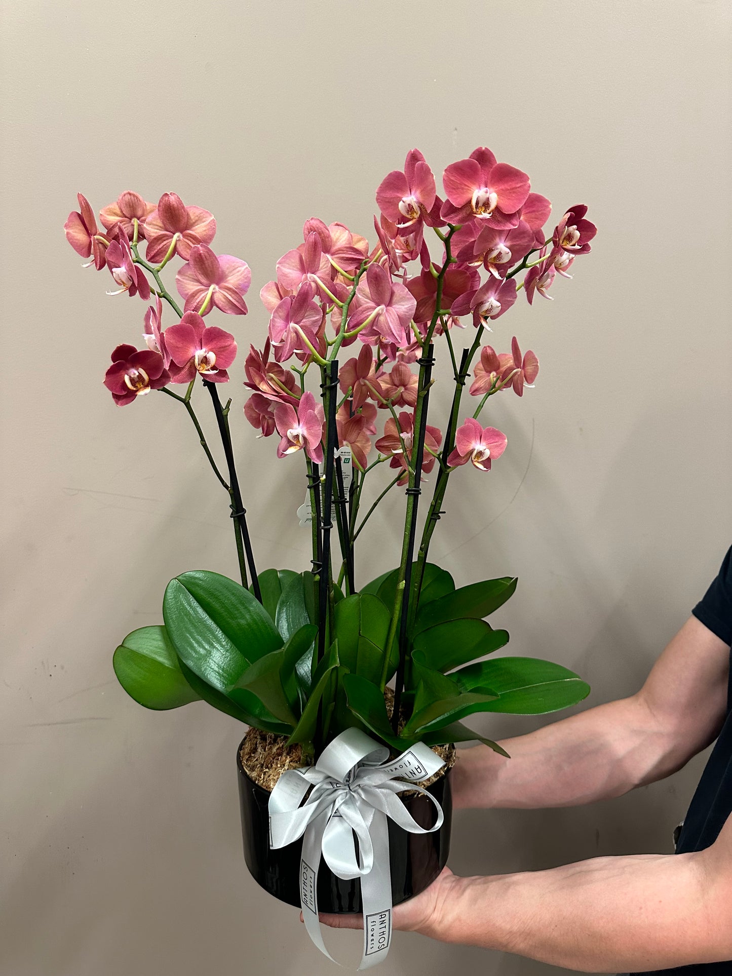 Premium  Phalaenopsis Orchid Plant