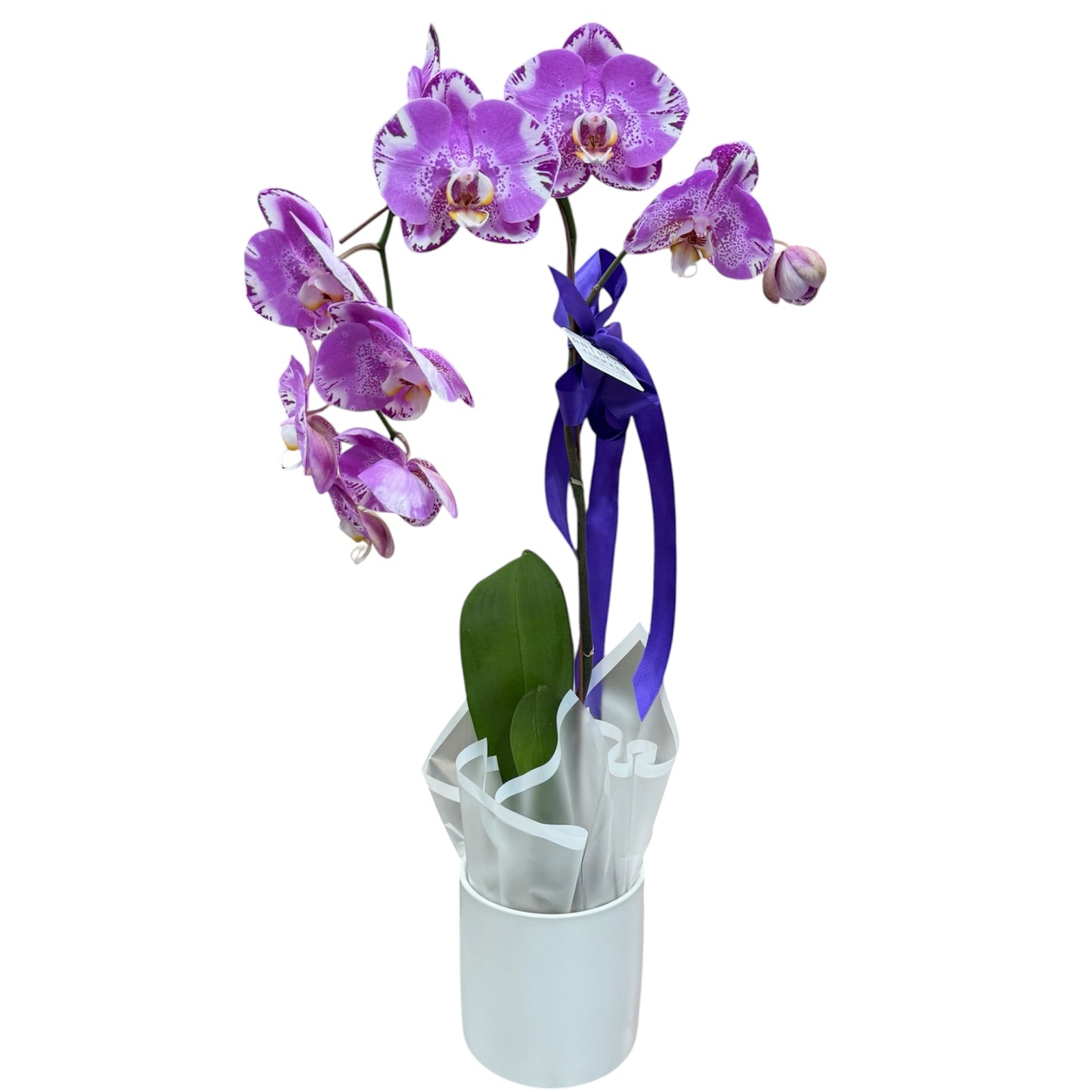Phalaenopsis Orchid Plant