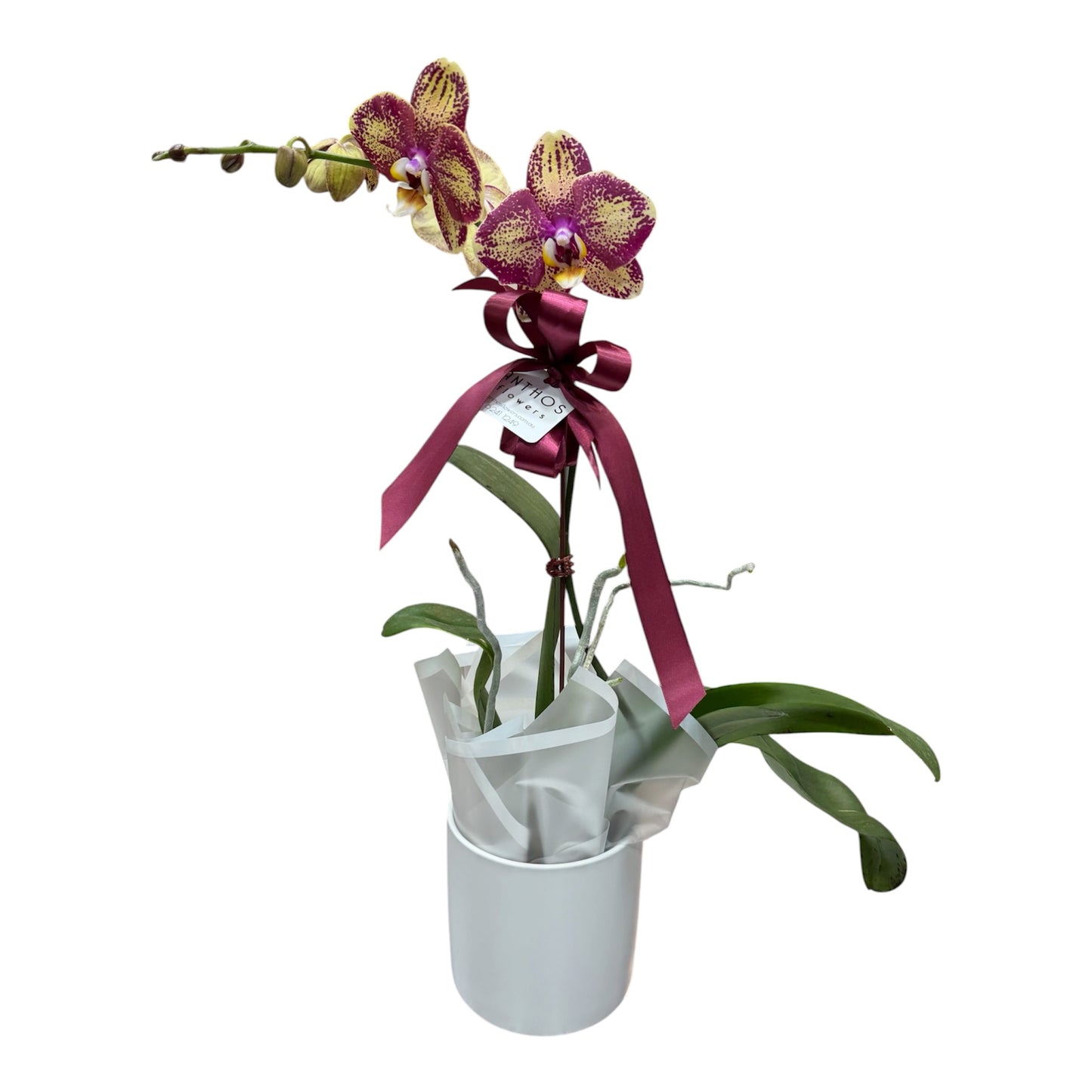 Phalaenopsis Orchid Plant