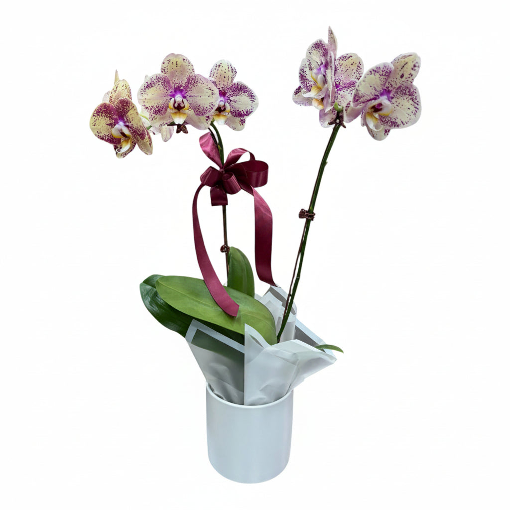 Phalaenopsis Orchid Plant