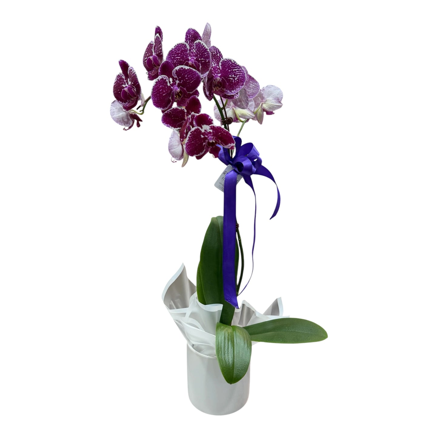Phalaenopsis Orchid Plant