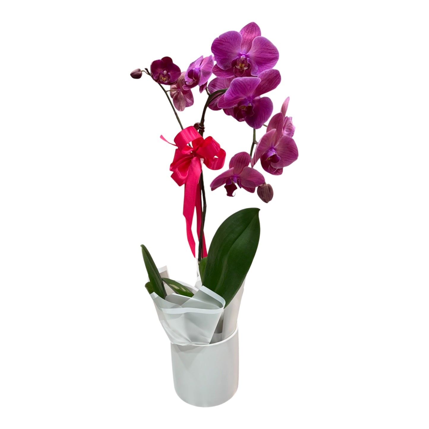 Phalaenopsis Orchid Plant