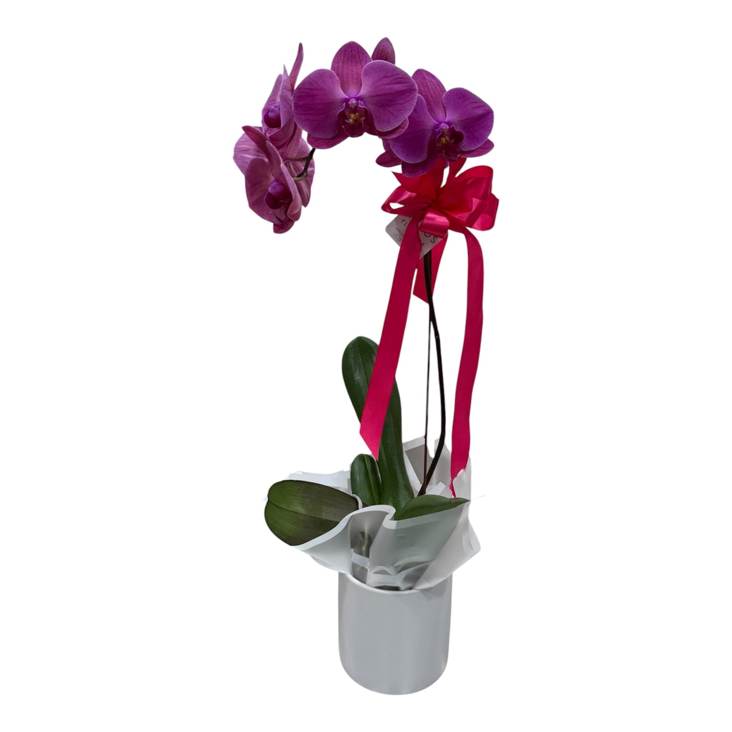 Phalaenopsis Orchid Plant