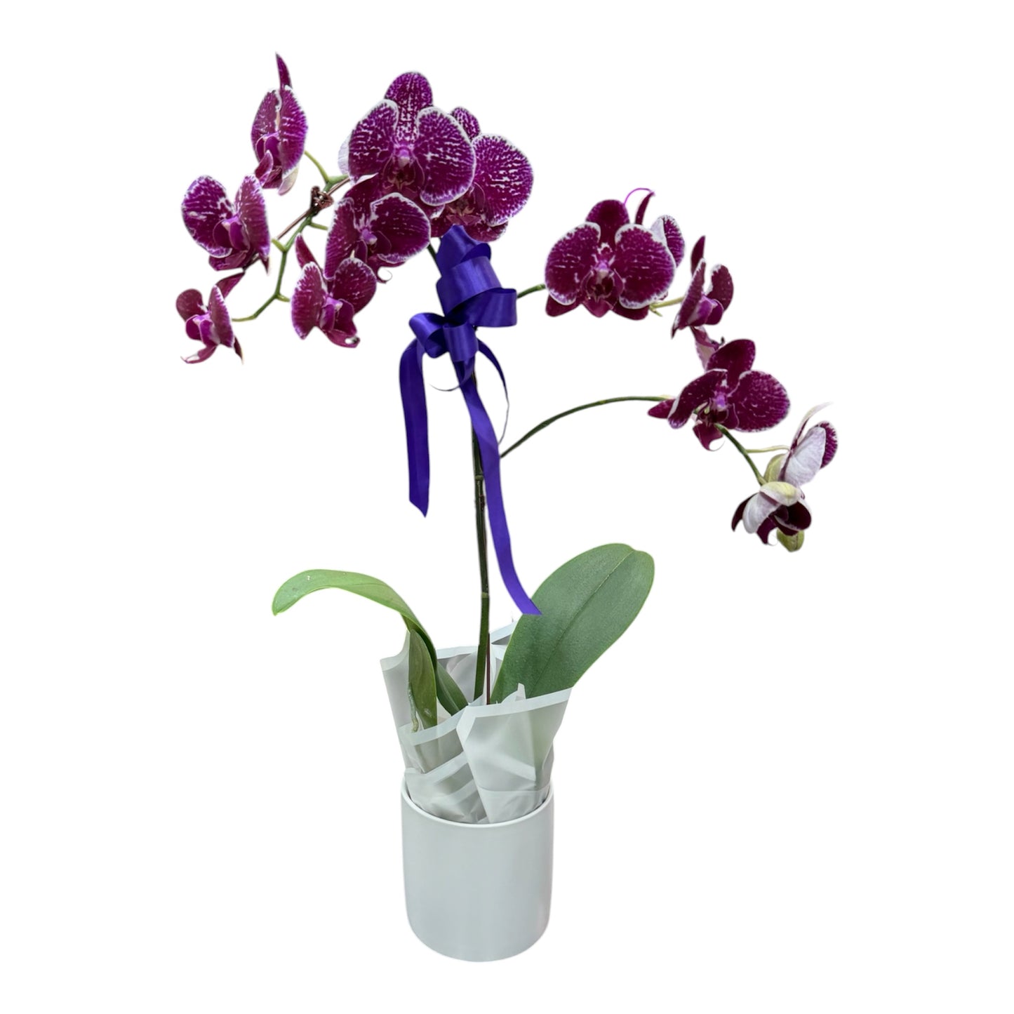 Phalaenopsis Orchid Plant