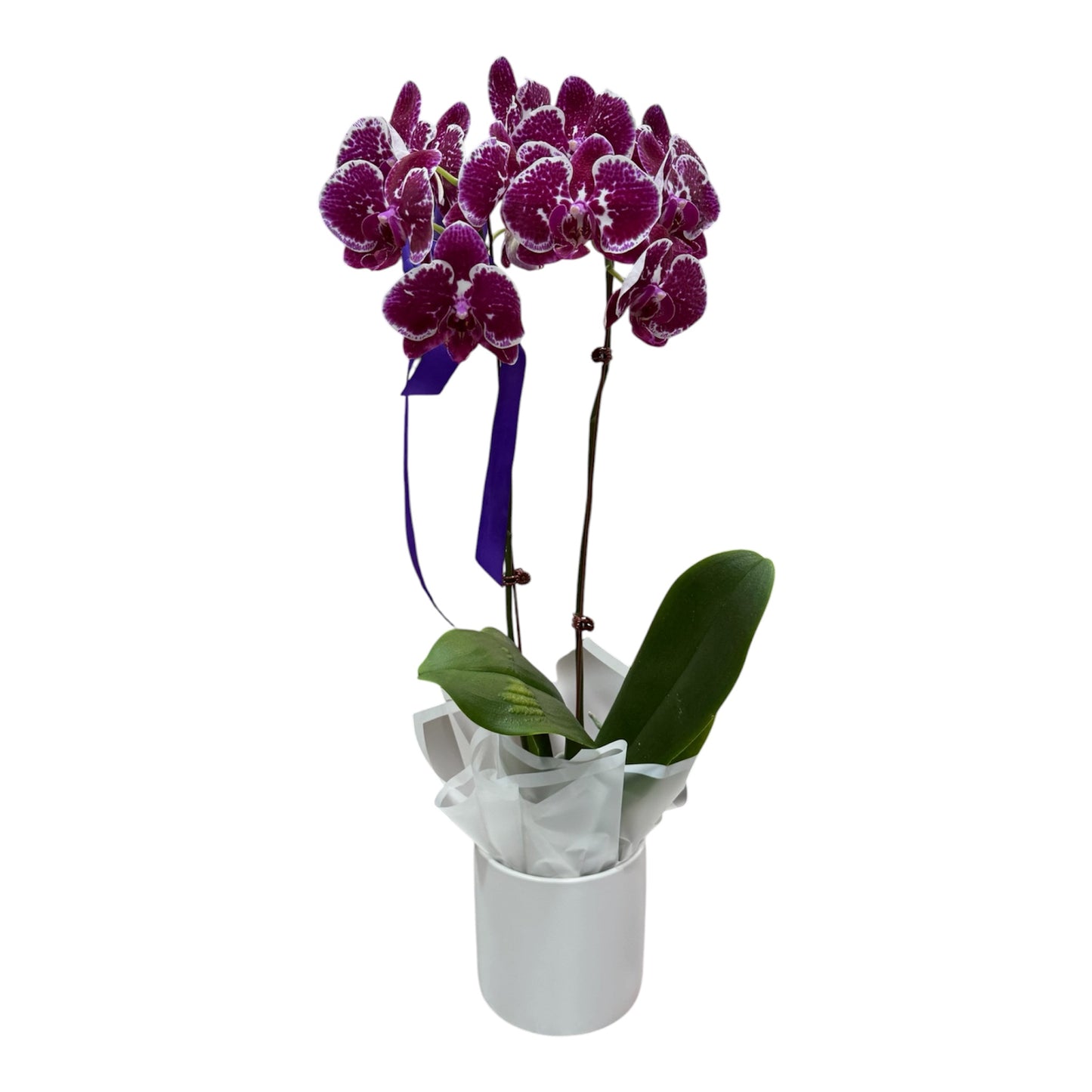 Phalaenopsis Orchid Plant