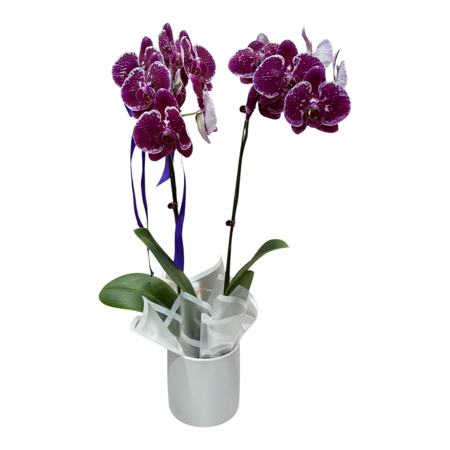 Phalaenopsis Orchid Plant