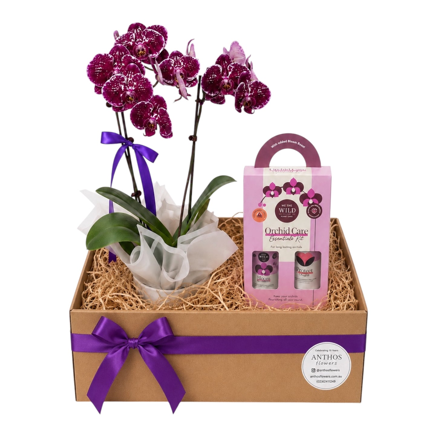 Phalaenopsis Orchid Plant