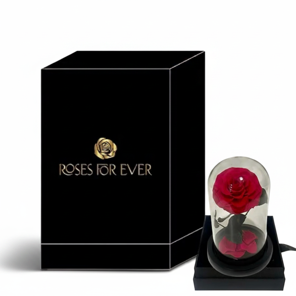 Hot Pink Everlasting Rose – White Background