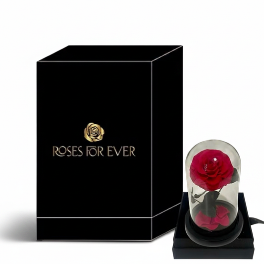 Hot Pink Everlasting Rose – White Background
