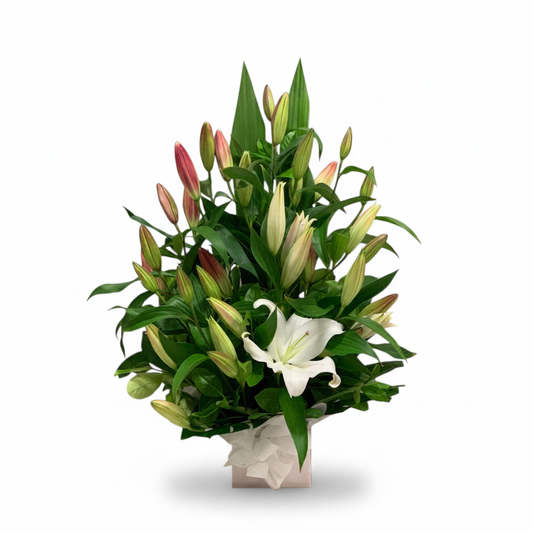Oriental Lily Box Arrangement on a pure white background