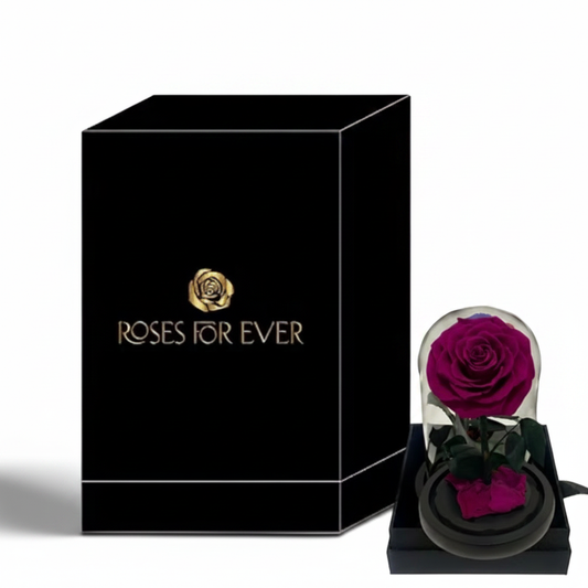 Purple Everlasting Rose – White Background