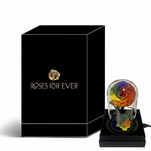 Rainbow Everlasting Rose – White Background
