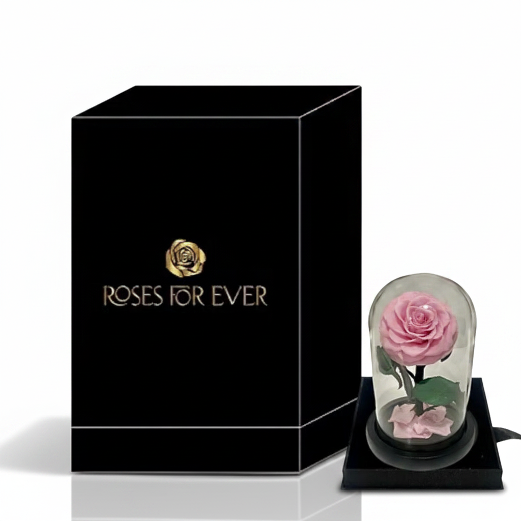 Soft Pink Everlasting Rose – White Background